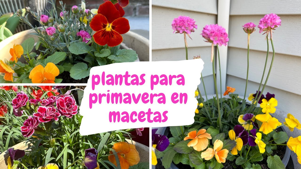 PLANTANDO mis primeras PLANTAS para primavera en MACETAS 2023