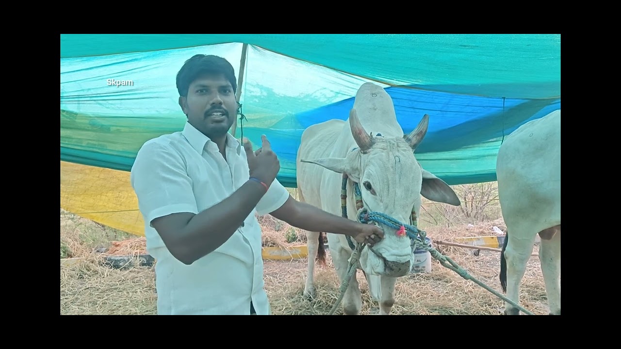 అఖండ మూవీ లోని బసవ అనే ఎద్దు