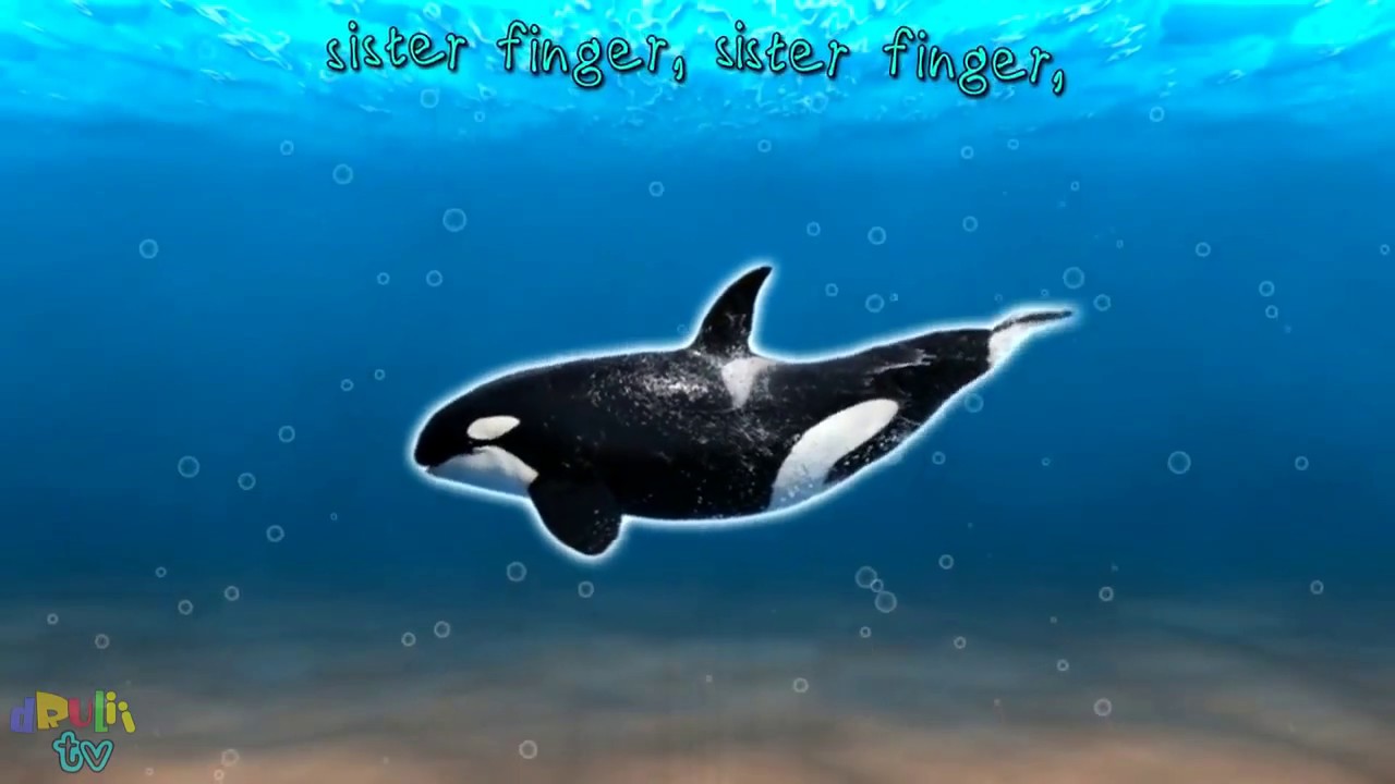 Sea Animal Finger Family Nursery Rhyme | Whale Orca Killer Whale dolphin Fish octopus Daddy Finger