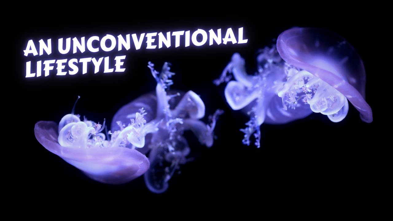True Facts, An Unconventional Lifestyle of Upside-Down Jellyfish | Cassiopea