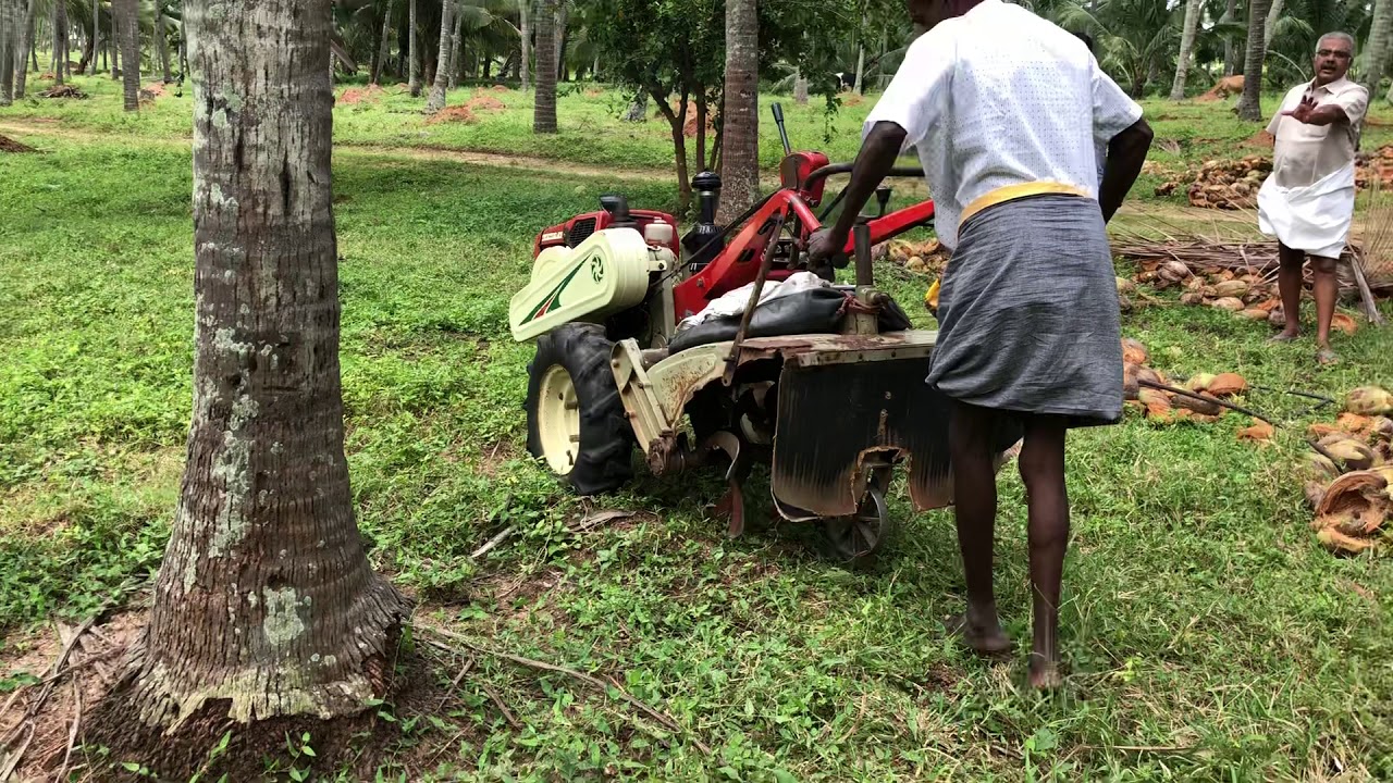Coconut tree Paathi making