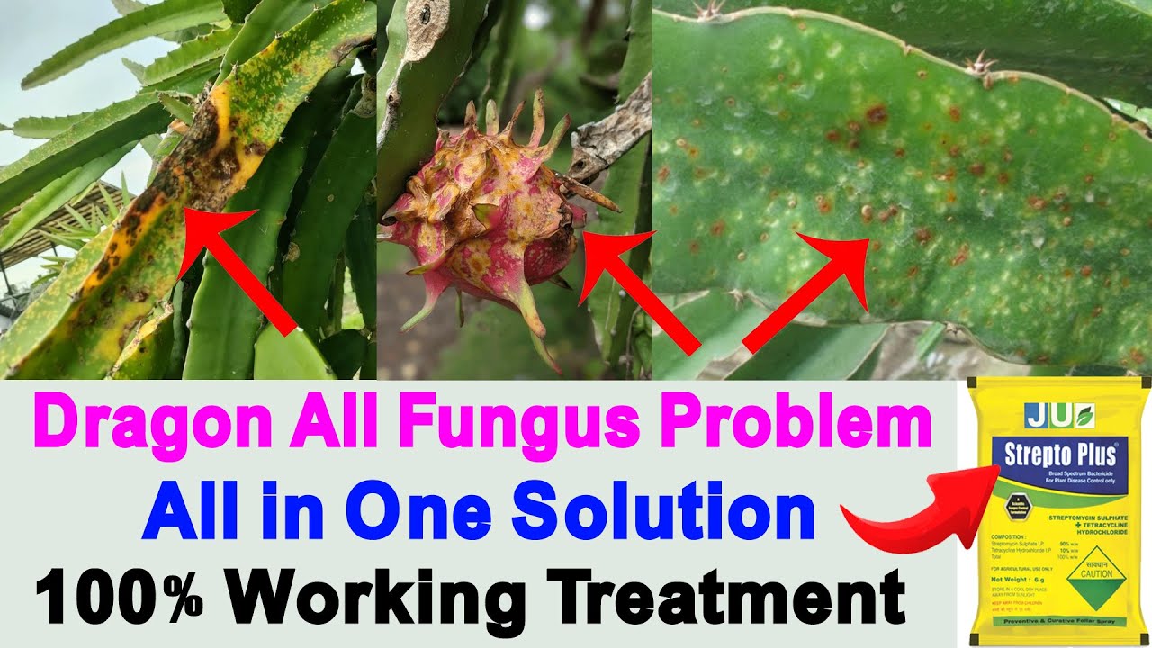 Dragon Fruit Plant Rust/Fungal Disease or Bacterial Infection Problem Solution | Dragon Plant Fungus