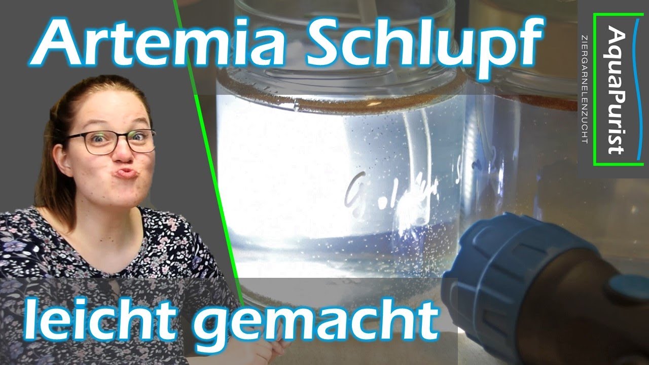 Artemia - Schlupf & Verf&uuml;ttern ganz einfach im kleinen Ma&szlig;stab - Vor- & Nachteile der Sorten