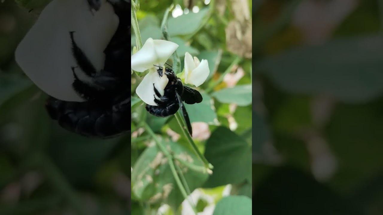 Pollinating Agent | Carpenter bee| #flowers #vegetables #organic #semphali
