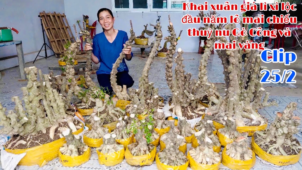 Mai Chiếu Thủy đẹp rẻ, Mai Vàng (Lì Xì Đầu Năm) - 25/02 Nhật Truyền