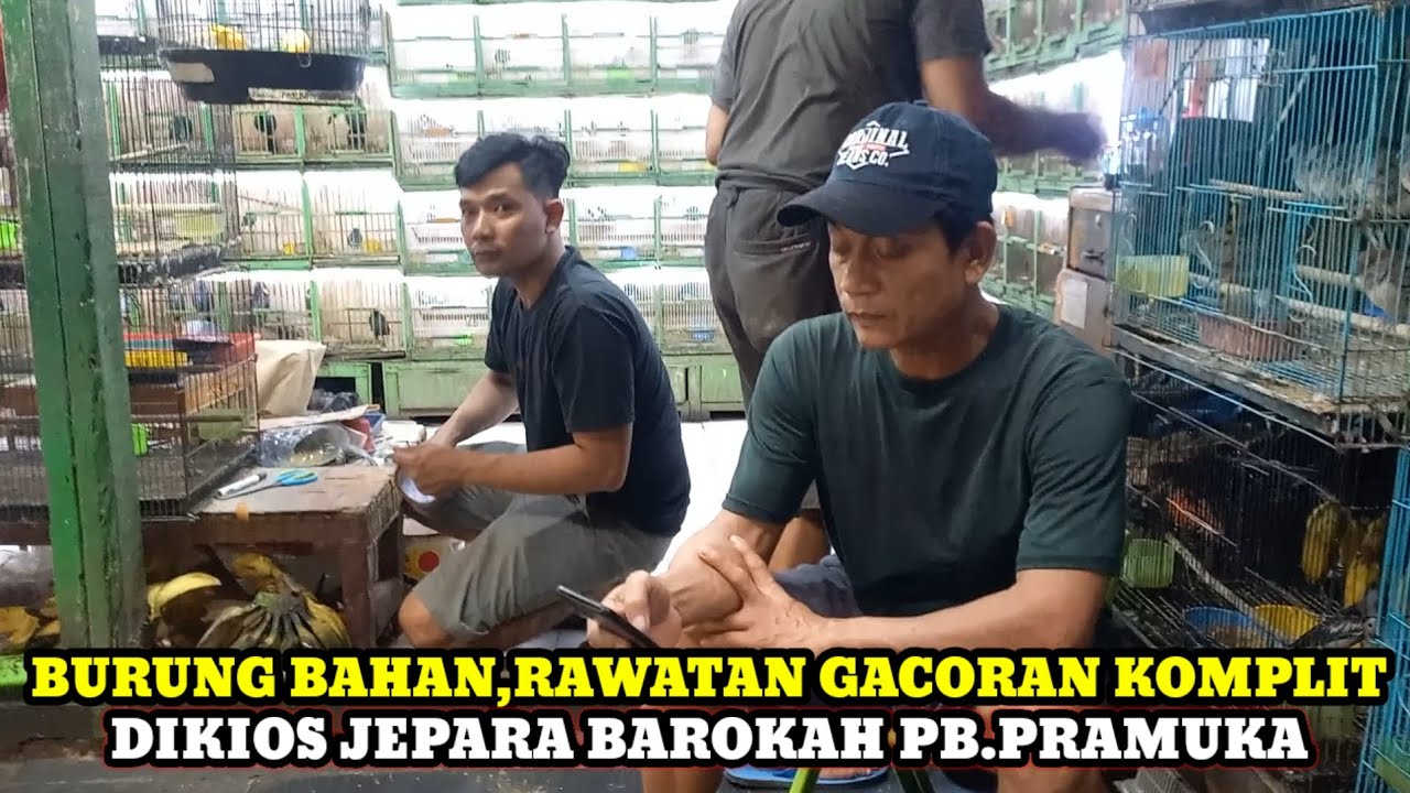 PILIHAN KOMPLIT!!CEK HARGA BURUNG TERBARU DIKIOS JEPARA BAROKAH PASAR BURUNG PRAMUKA HARI INI