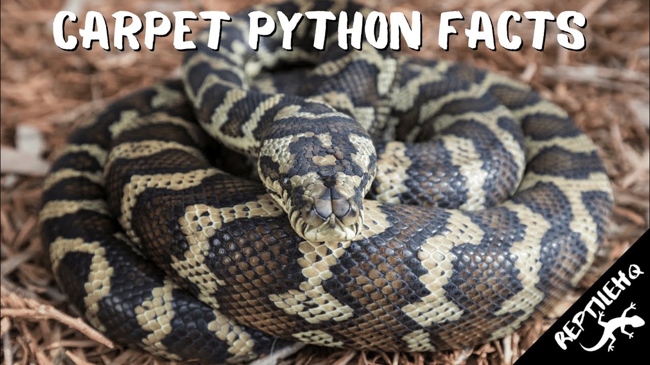 Carpet Python Facts and Information