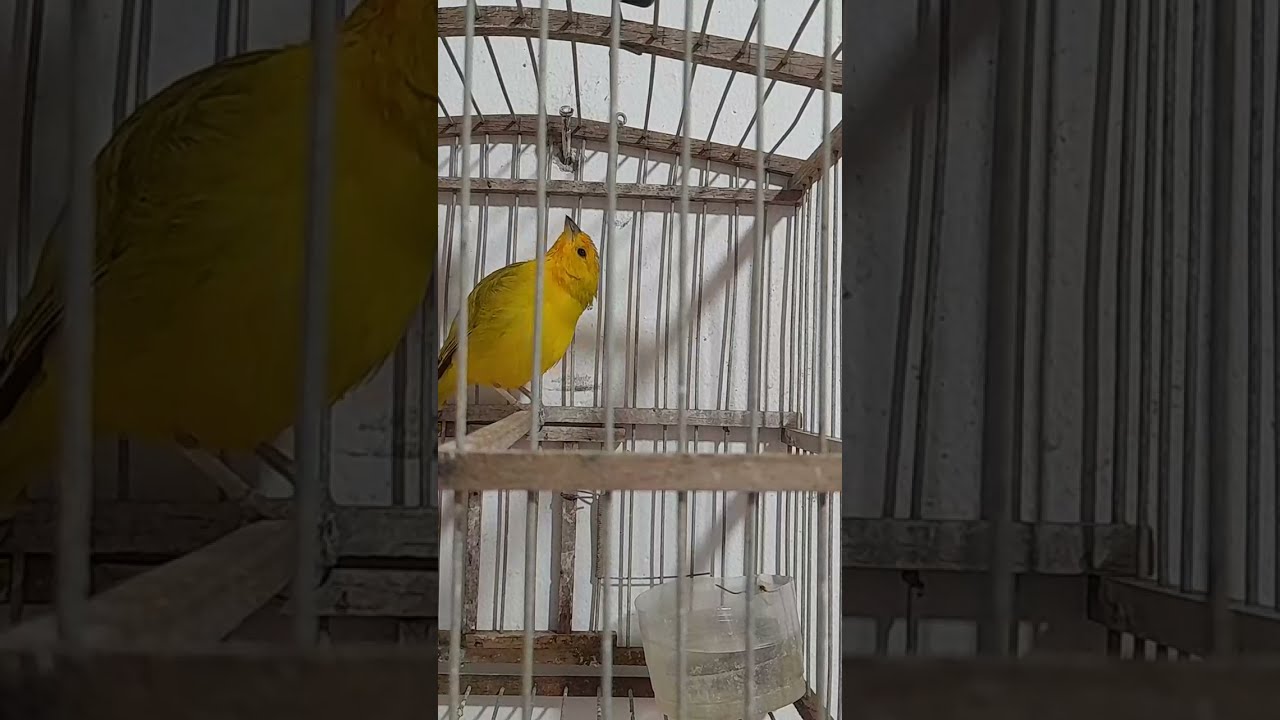 ¡EL PAJARERO GUAJIRO está emitiendo en directo!