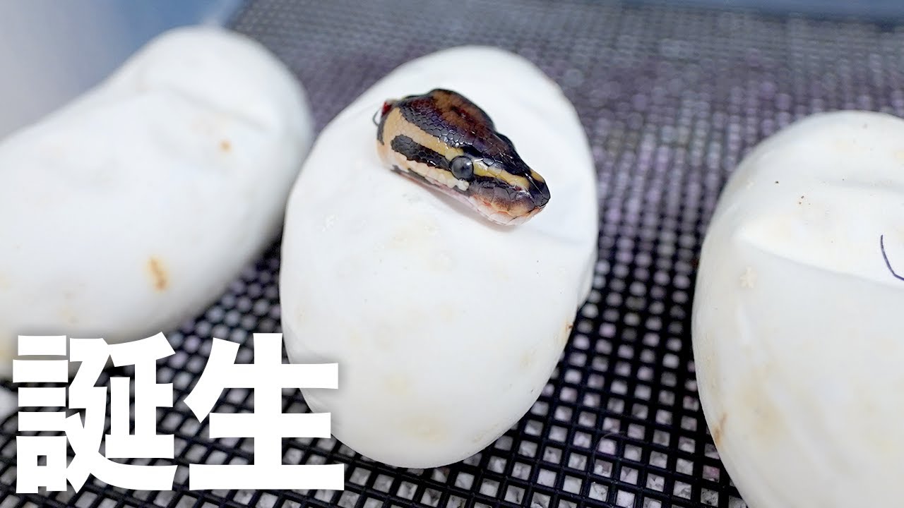 【ヘビが孵化！】2ヶ月温めたヘビの卵からついに赤ちゃんが！！