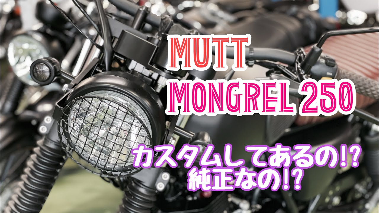 【MUTT】MONGREL250❗️もんぐれる⁉️あなたの街のバイク屋さん❗️バイクショップレッドウィングマン❗️
