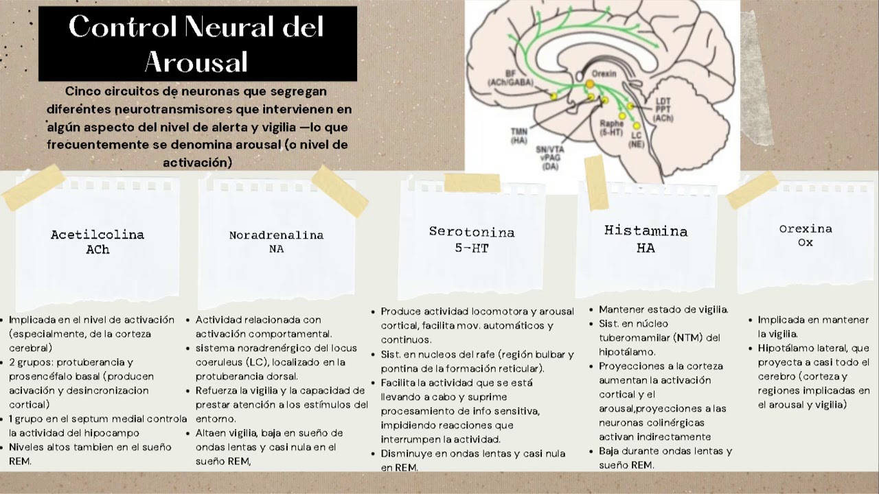 Neurociencias - Control Neural del Sueño y Vigilia