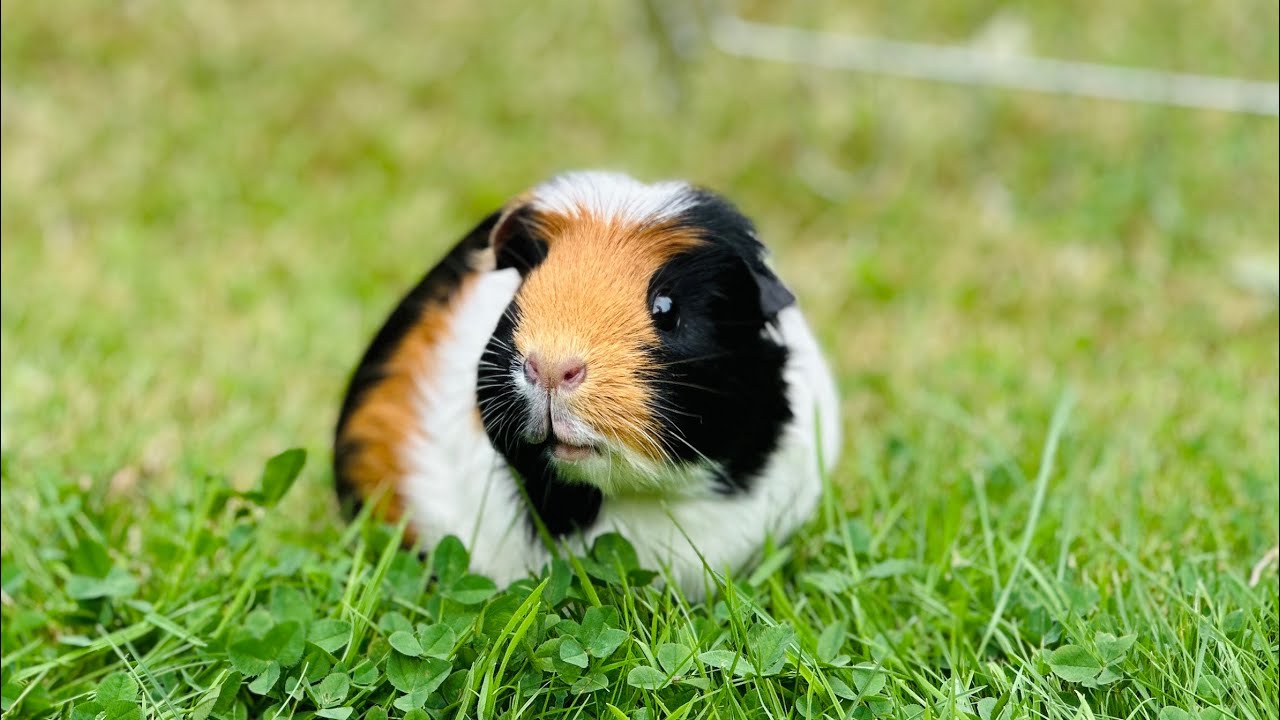 Sommer, Sonne, frische Wiese und glückliche Meerschweinchen im Meerchenwald