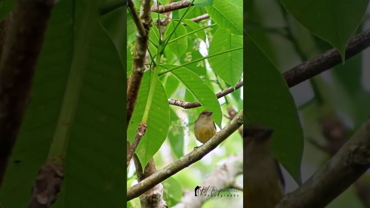 Burung cabai bunga api betina, #phonescoping #birds #nature