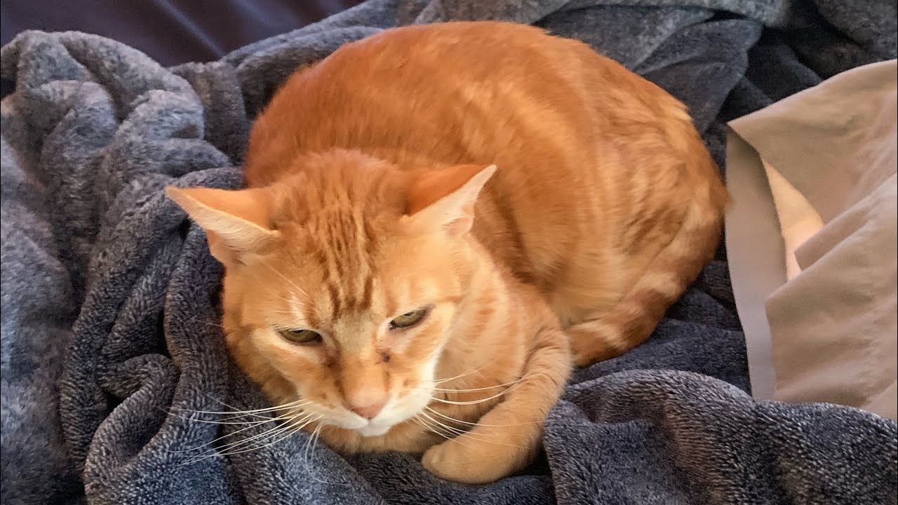 My cat Donnie (8/21/25)