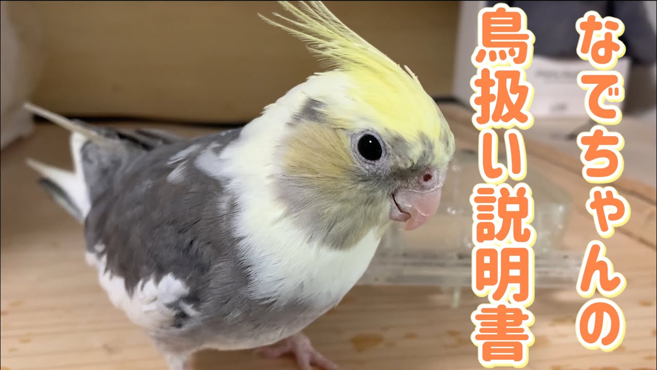 オカメインコなでちゃんの鳥扱い説明書vol.446#cockatiel