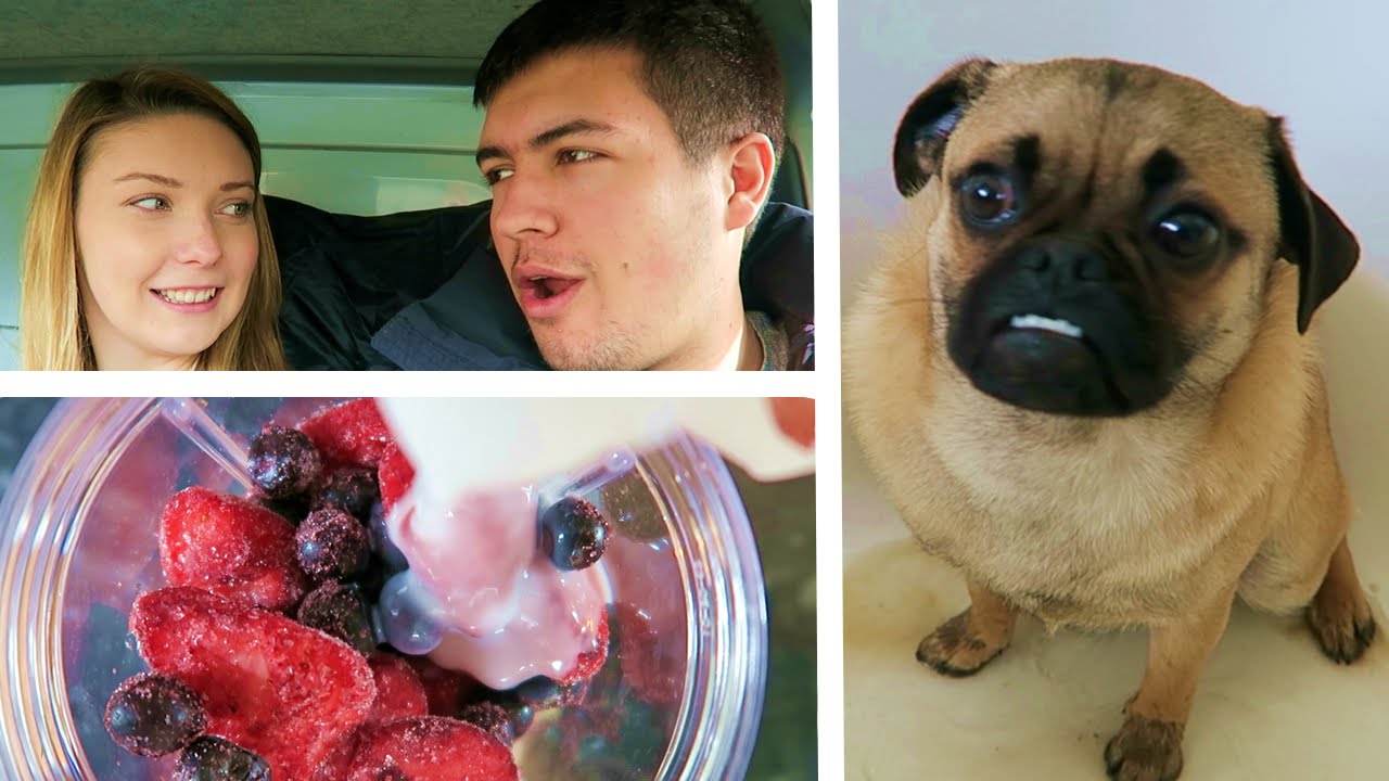 PUG PUPPY ESCAPES THE HOUSE...!!!