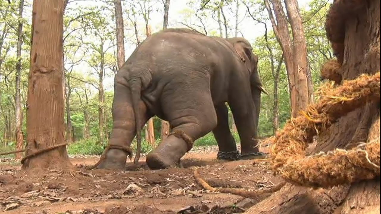 How Traditional Training giving to Wild Tusker Brief by senior maouth Jaleel,sakrebailu Camp