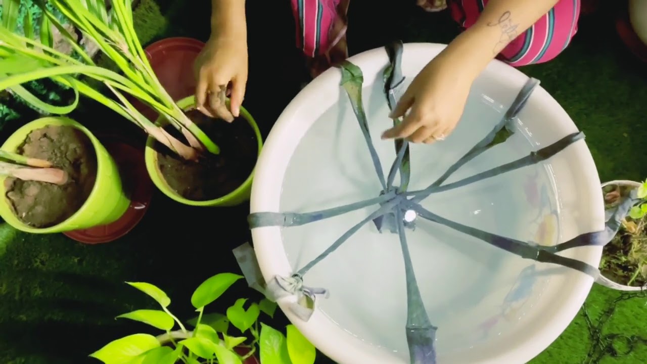 КАК ПОЛИВАТЬ РАСТЕНИЯ, ВО ВРЕМЯ ОТСУТСТВИЯ