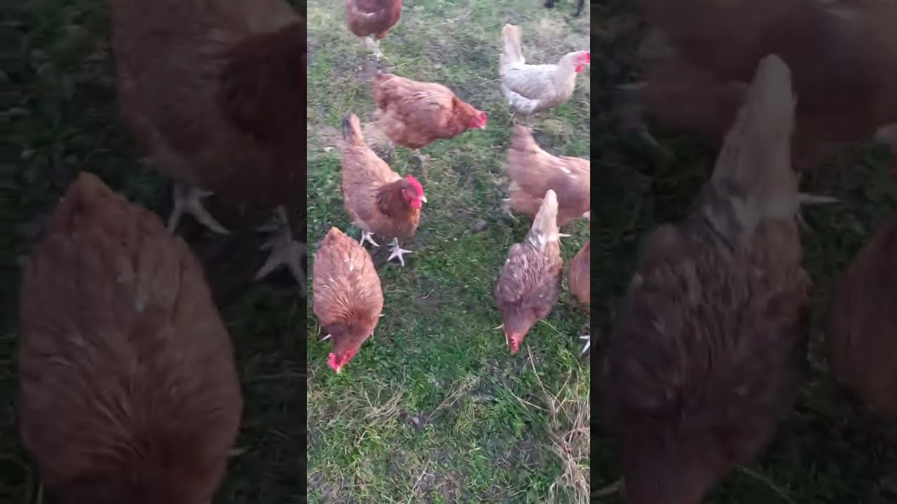 eko jajka 100% tak się produkuje eko jajka