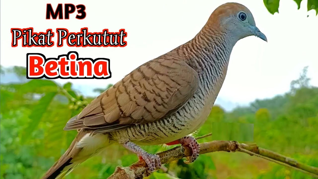 Suara Burung Perkutut Betina Paling Ampuh Untuk Memanggil Jantan Agar Bunyi