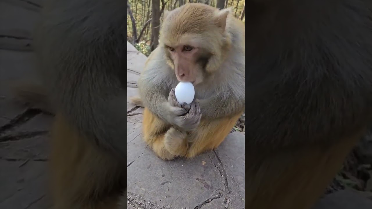 Monkey：fuck you!