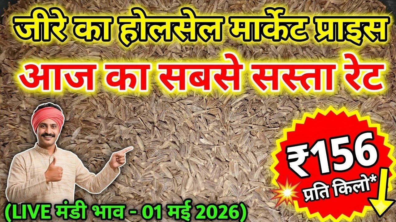 जीरा का आज का होलसेल मार्केट रेट || jeera new wholesale market price in 2026 || #grocerybusiness 