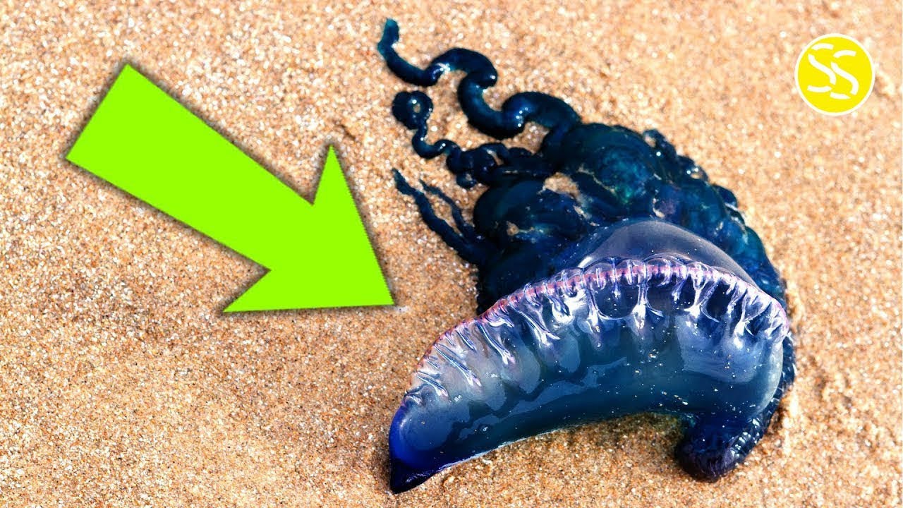 अगर आपको यह दिखे तो भाग जाइये और मदद मांगिये! If You See This on beach Run Fast and cry for Help