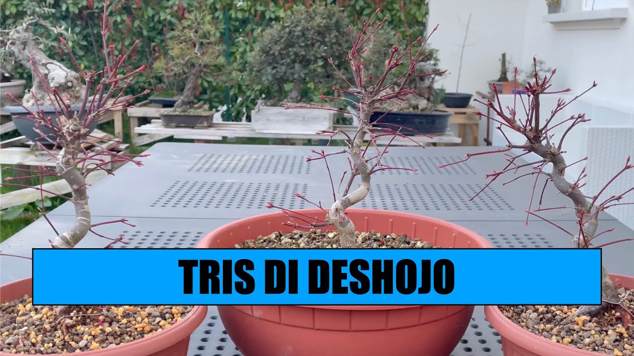 RINVASO I MIEI ACERI DESHOJO