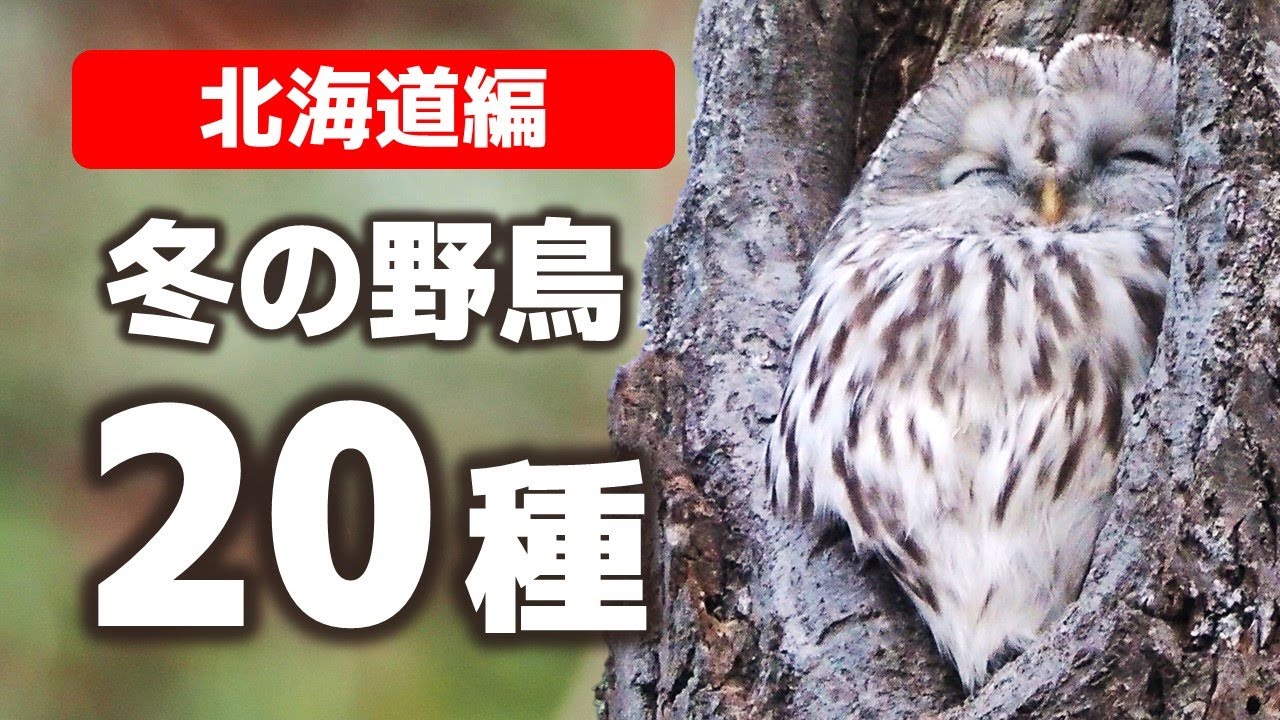 北海道で会った冬の野鳥20種【野鳥撮影vlog】