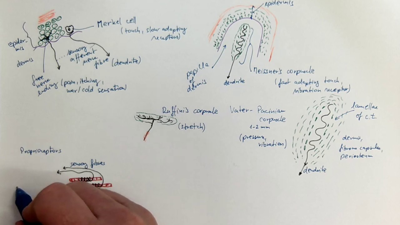 11_04_Sensory nerve endings