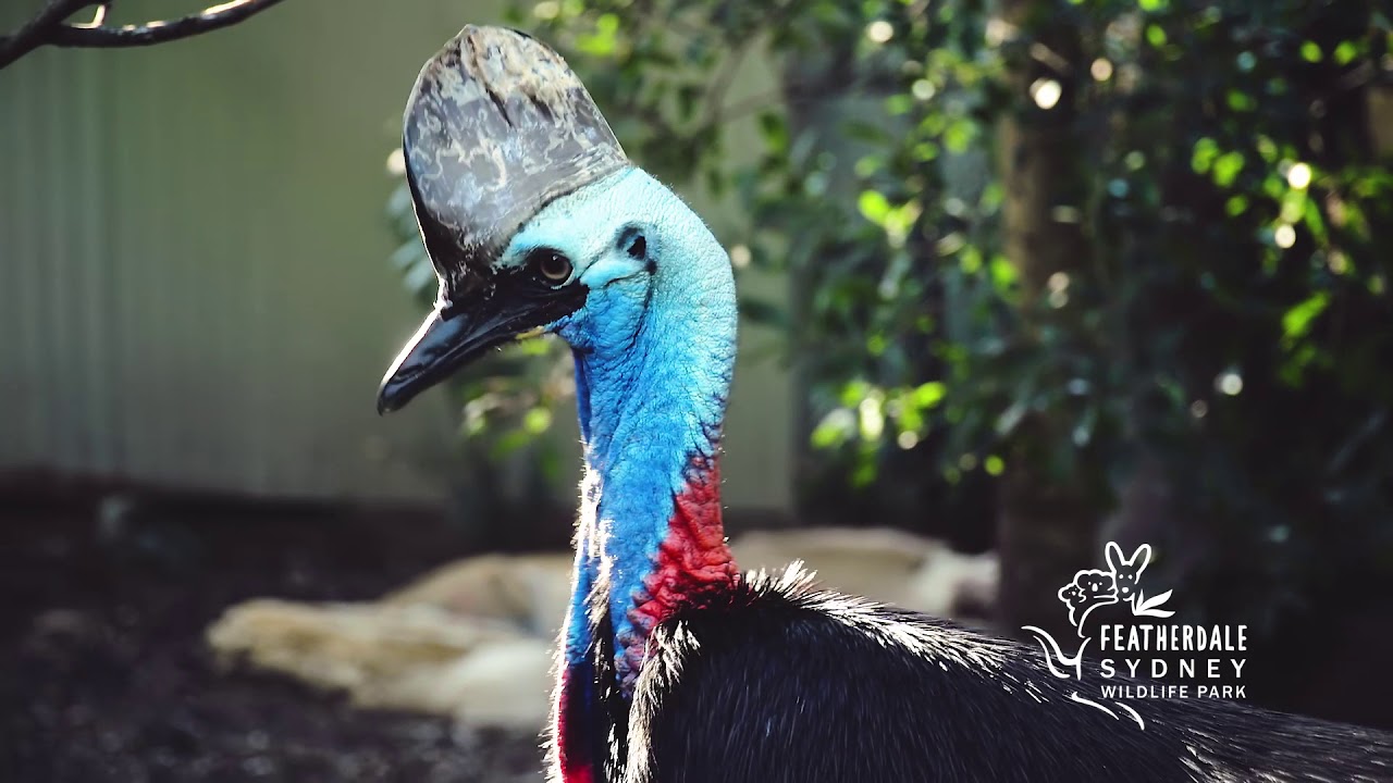Cassowary with Zookeeper Chad