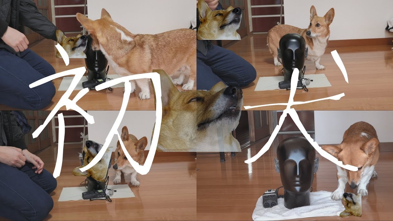 ASMR / 犬が皆さんの耳をくんくんしたり、ペロッとします