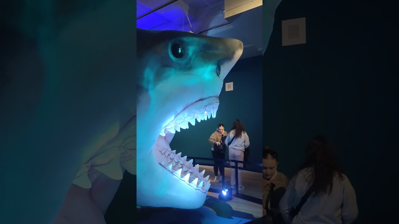 Shark models on a special display...