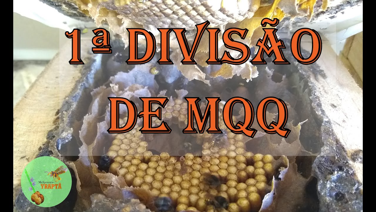 MANDAÇAIA - 1ª DIVISÃO DA TEMPORADA