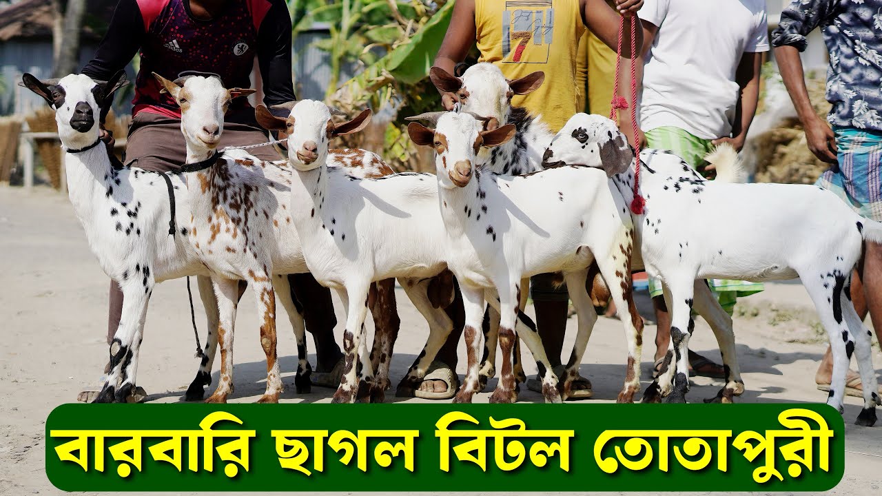 বারবারী ছাগল বিটল তোতা দুম্বা সহ ক্রস ছাগলের দাম জানুন নাটোরের সেলিম ভাই এর খামার থেকে