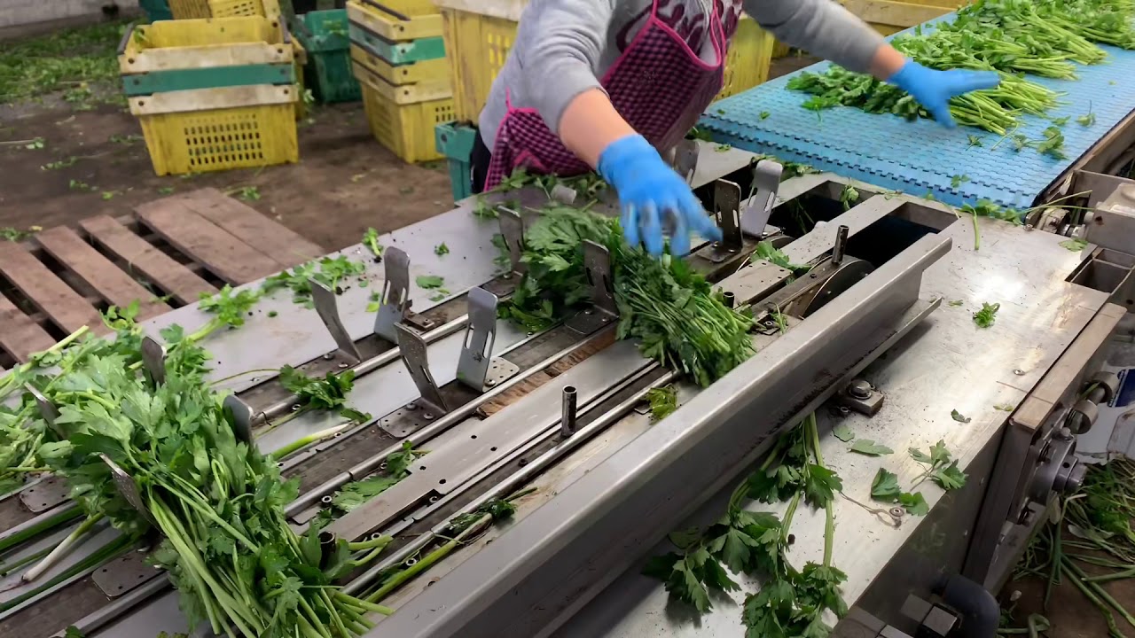 11 FEVRIER 2020 - BUNCHING TAGGING AND CUTING HERBS