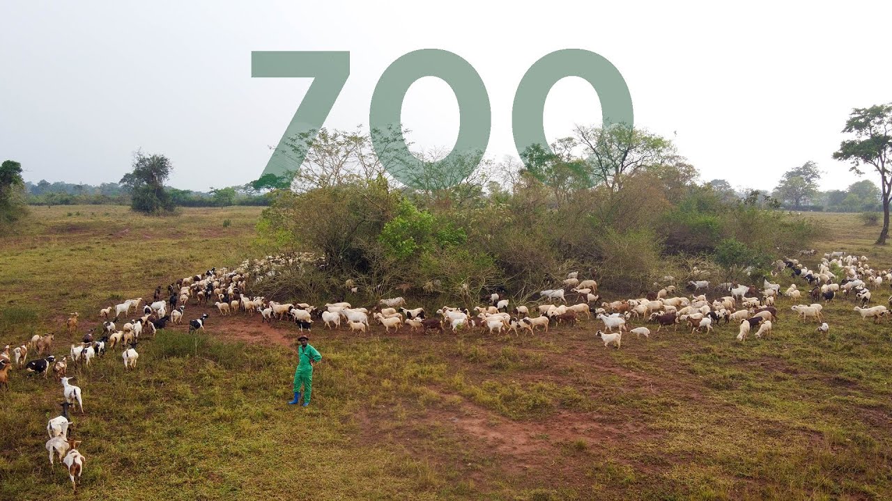 A Day Looking After 700 Goats on the Pasture