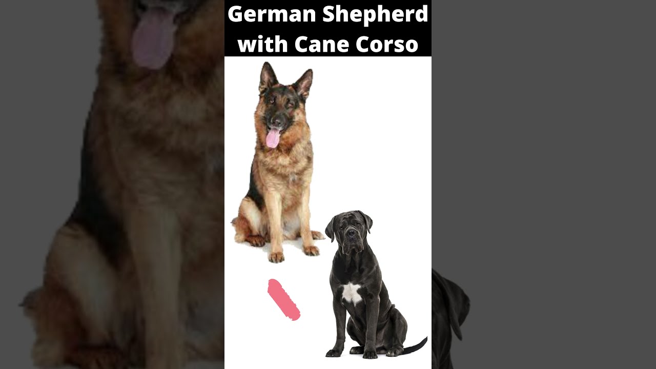 Cane Corso German Shepherd Mix, A Graceful Combo