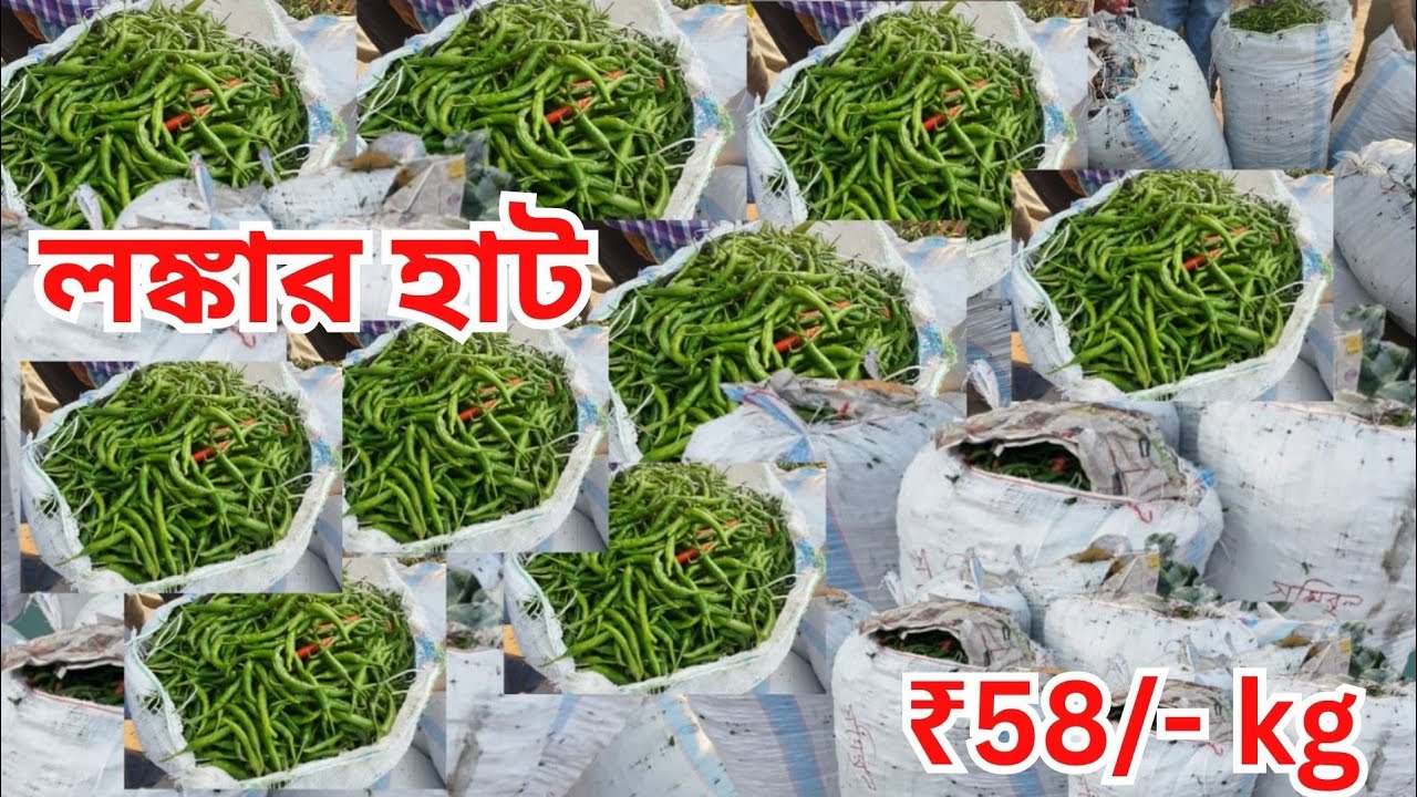 জামালপুর হাটে বিপুল পরিমাণ কাঁচা মরিচের আমদানী। লঙ্কার পাইকারি বাজার । Green Chilly Wholesale Market