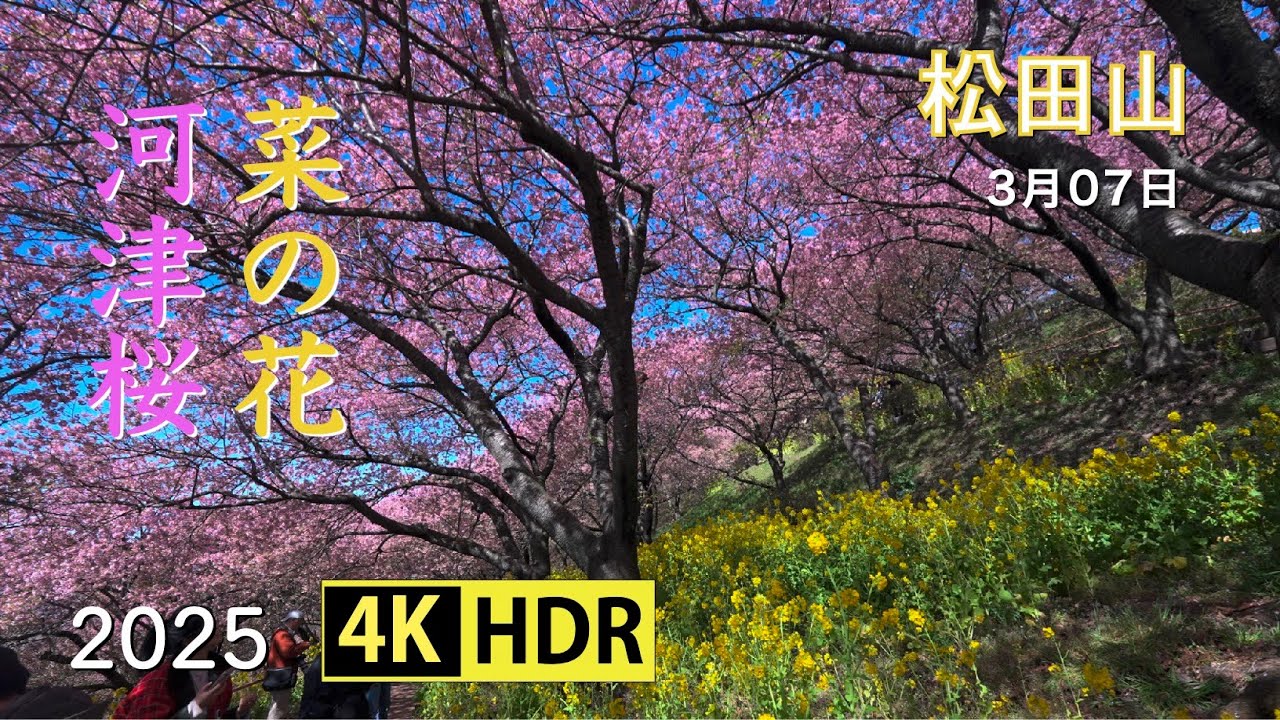 2025 松田山の菜の花と河津桜(4K-HDR) Kawazu Cherry Blossoms & Rape Blossoms At Matsudayama(UHD-HDR)