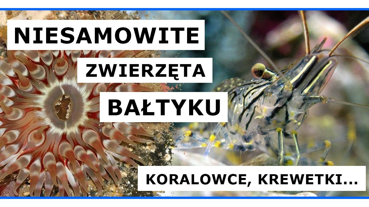 Koralowce w Bałtyku - czyli niezwykłe zwierzęta Morza Bałtyckiego! 🌊 [4K] Vlog #17