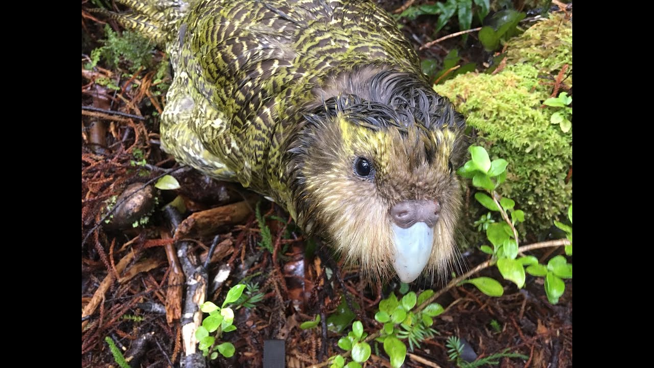 December 2019 Stint with the Kakapo Recovery Team - Anchor Island