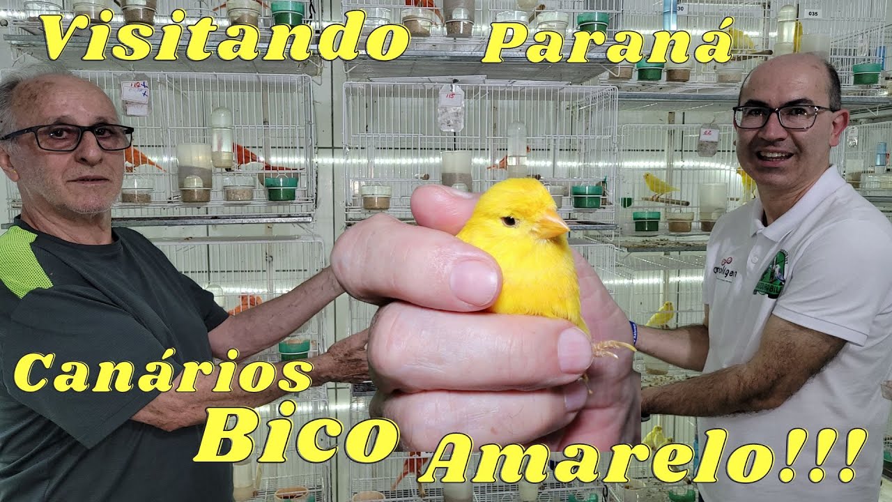 CANARIL NEGRÃO COM SEUS CANÁRIOS BICO AMARELO E URUCUM MARFIM!!!