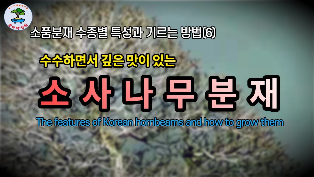 소사나무의 특성과 기르는 방법 The features of Korean hornbeams and how to grow them