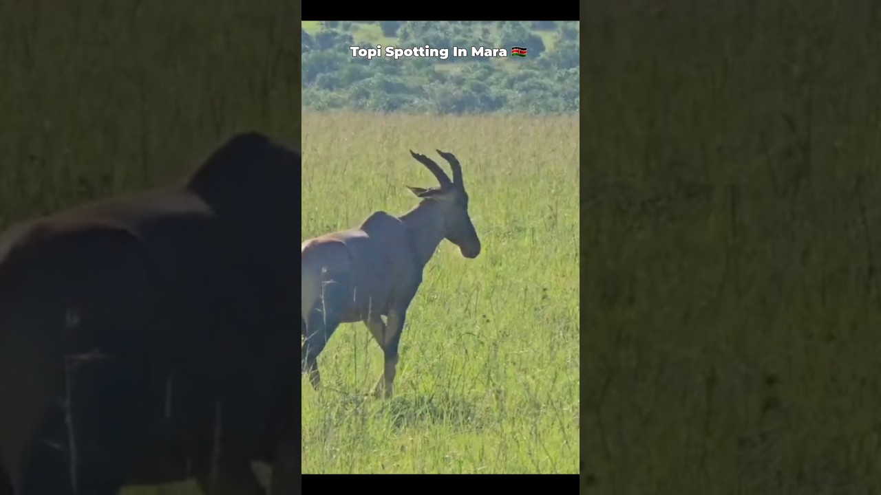 Topi Antelope In Mara  🇰🇪 #shorts #masaimarasafari #antelopes #ritzyventurez