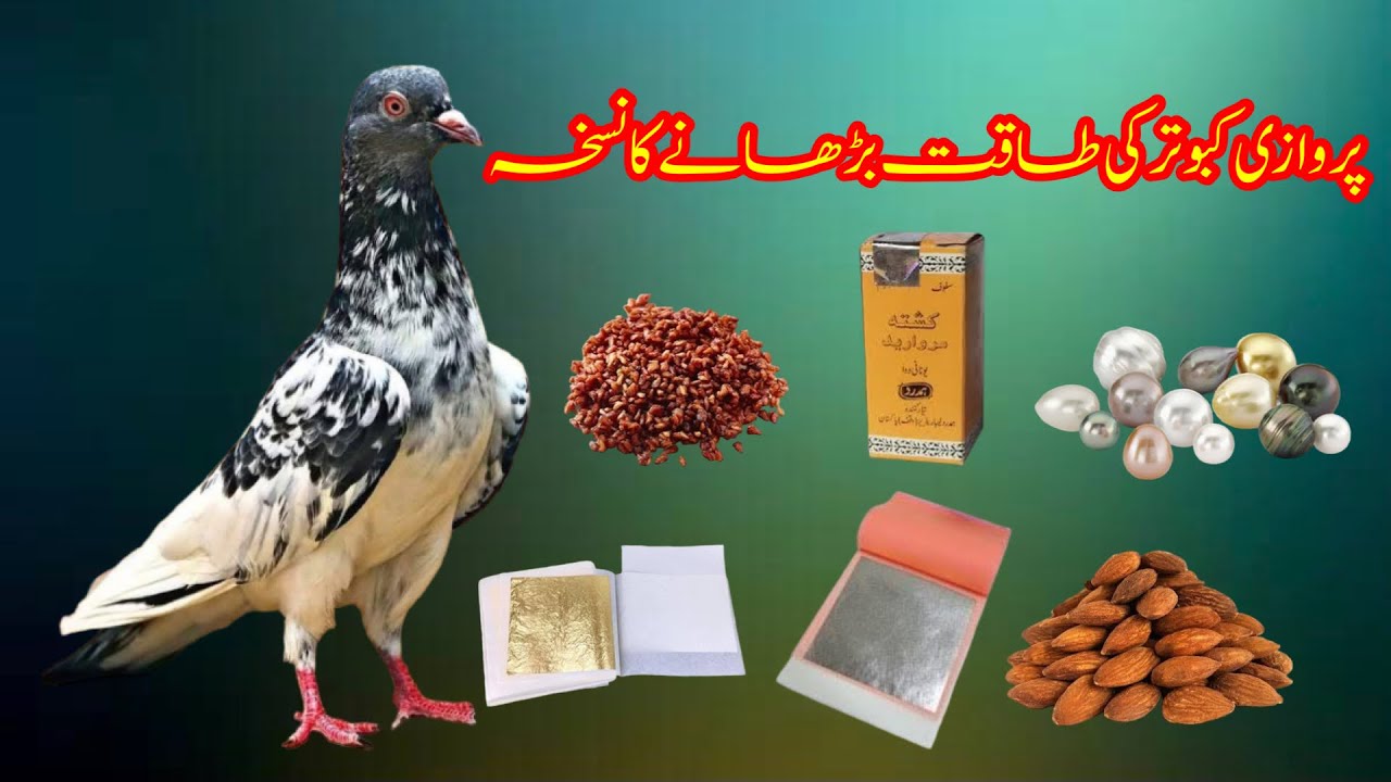 Parwazi Kabootar Ki Taqat Badhane Ka Asli Nuskha || Pigeons Power Booster Formula