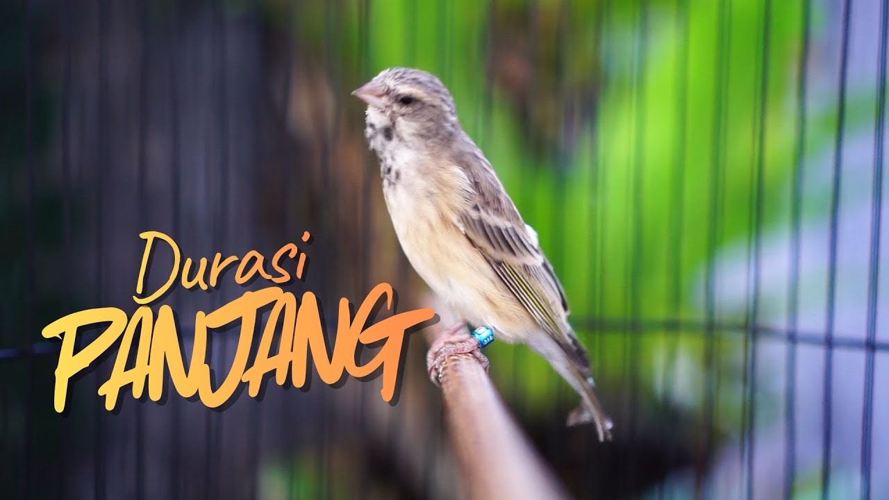 DOKTERNYA BIKIN CENGKOK MEWAH ! MASTERAN BLACKTHROAT GACOR SUARA JERNIH DURASI PANJANG MUDAH DITIRU
