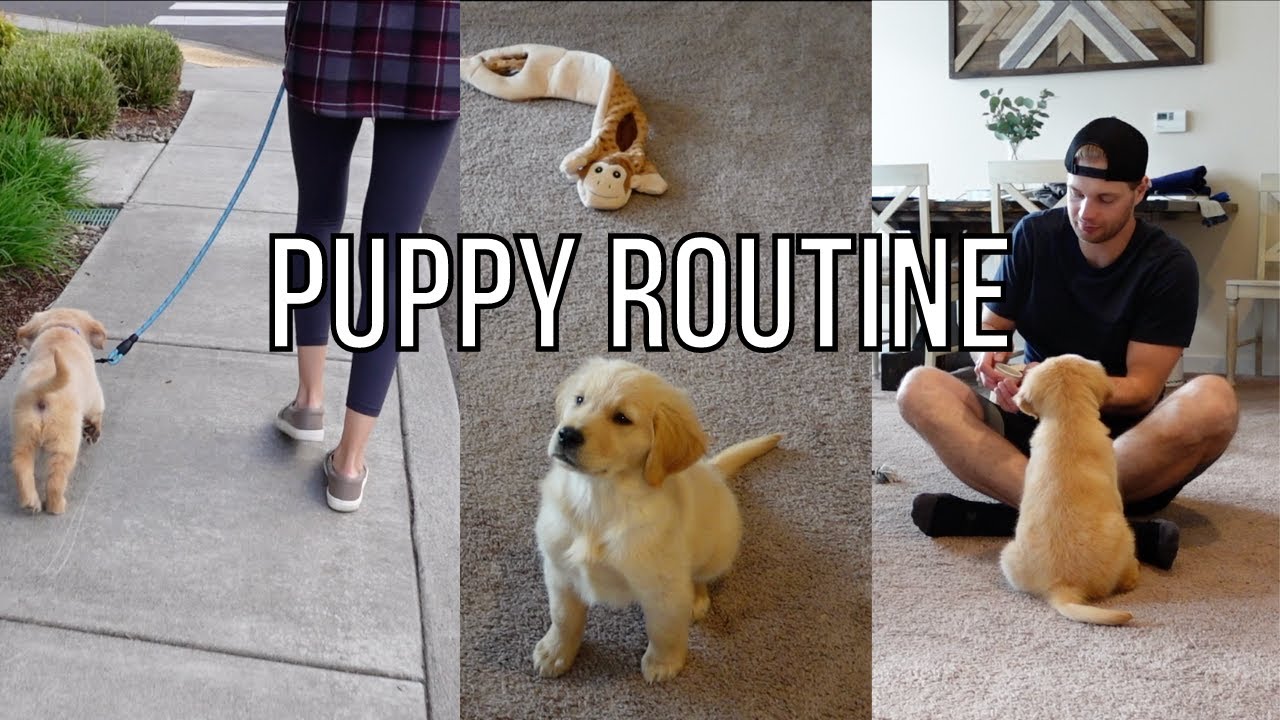 Puppy Evening Routine | Raw Food Diet | Golden Retriever Puppy