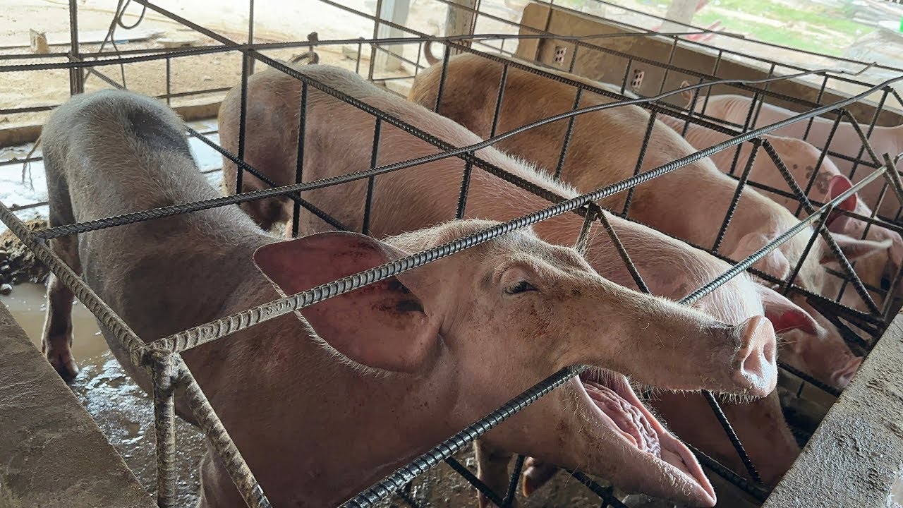 How to raise pigs on a small farm in the house premises, Farmer in village