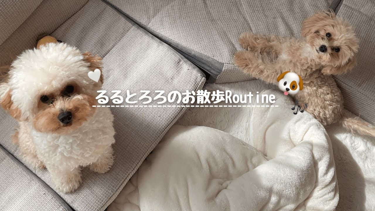 トイプーとマルプーのお散歩ルーティーン